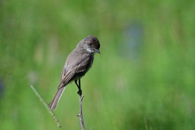 Doğu Phoebe kuşu yaz otlağına tünedi.