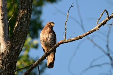 A Broad-winged Hawk sits perched on a branch hunting for food along the edge of a forest clipart