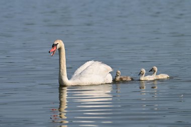 Yavrularıyla birlikte mavi bir nehirde yüzen anne dilsiz kuğunun yaz sahnesi.