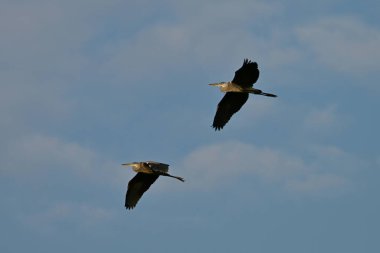 Bataklık üzerinde uçan iki büyük mavi balıkçıl.