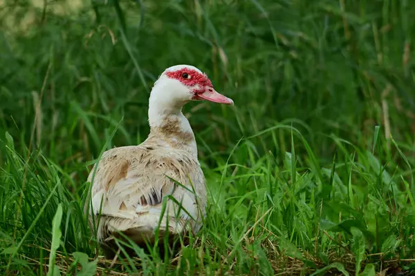 Stock image Free range White Muscovy Duck walking through green grass