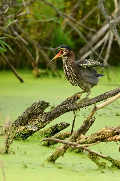 Stock image A unique funny looking Green Heron bird perched on a twig in marsh with its beak open squawking