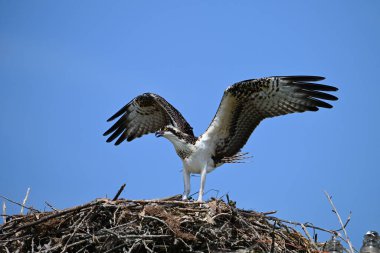 Osprey Kuşu yuvanın kenarına kanatlarını açmış. Osprey Kuşu yuvasının kenarına tünemiş ve uçmak üzereydi.
