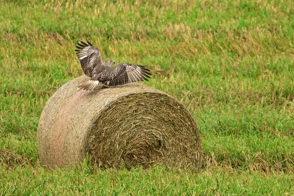 stock image Agriculture scene of a Red-tailed Hawk perched on a large round bale of hay as it hunts for mice in the field