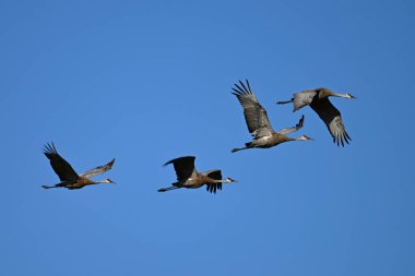 Sonbahar sahnesinde dört Sandhill Turnası sonbahar göçü sırasında uçuyor.
