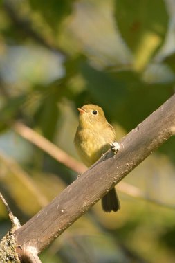 Close up of a cute little Yellow-bellied Flycatcher perched in a tree clipart