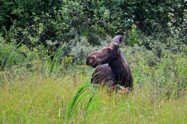Dişi geyik yaz sahnesinde bataklıkta yürüyor ve otlarken etrafına bakıyor.