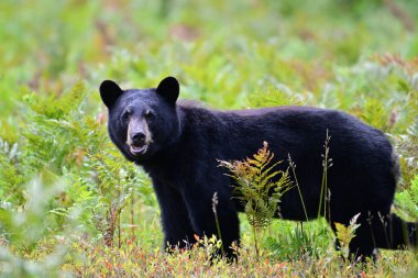 Ontario Kanada 'daki Algonquin Parkı' nda yaban mersini tarlasında yürüyen bir kara ayının sonbahar sahnesi