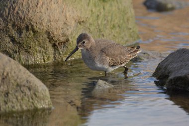 Dunlin kıyı kuşu Ontario Gölü kıyısında duruyor. Güneye göç ederken besleniyor ve dinleniyor.