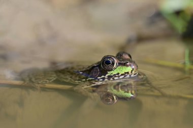 Kuzey leopar kurbağası su birikintisinde oturuyor. 