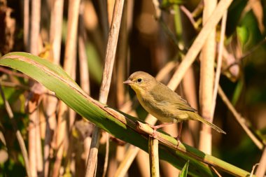 Amerikan Sarı Bülbül Kuşu bataklığın kenarındaki pervazlara tünemiştir.