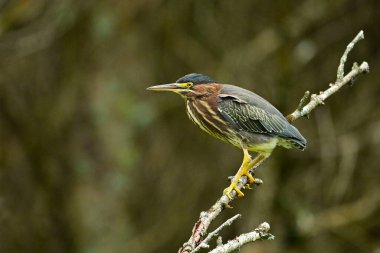 An adult Green Heron bird sits perched in a dead tree along the edge of a marsh clipart