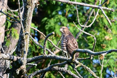 Geniş kanatlı bir Şahin, ormanın kenarında bir dala tünemiş yiyecek arıyor.