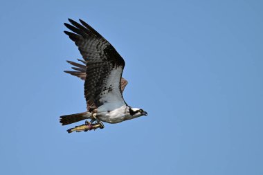 Uçan bir Osprey kuşu mavi gökyüzüne karşı pençeleriyle bir balık taşıyor.