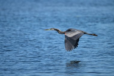 Sakin mavi bir nehrin üzerinde uçan Büyük Mavi Balıkçıl kuşunun yaz sahnesi