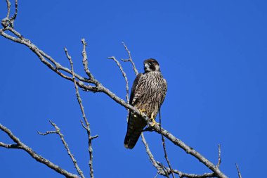 Peregrine Falcon keskin gözleriyle bir ağaca tünemiş avını arıyor