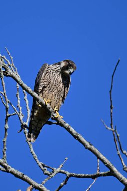 Peregrine Falcon keskin gözleriyle bir ağaca tünemiş avını arıyor