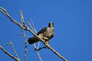 Peregrine Falcon keskin gözleriyle bir ağaca tünemiş avını arıyor