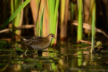 Sora bird feeding on aquatic plants and crustations between the reeds in a freshwater marsh clipart