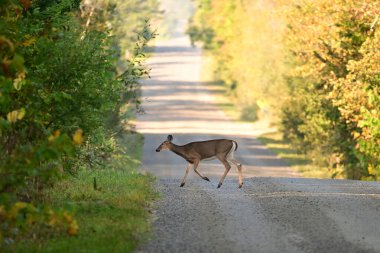 Beyaz kuyruklu geyik dişi kır yolunda yürüyor. 