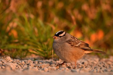 White-crowned sparrow on a country road at dawn clipart