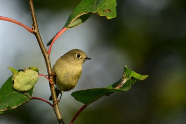 Sevimli küçük yakut taçlı Kinglet kuşu