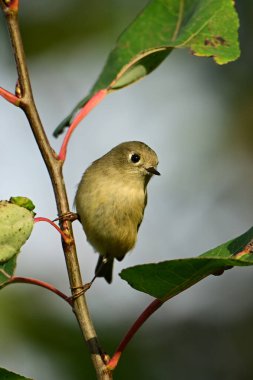 Sevimli küçük yakut taçlı Kinglet kuşu
