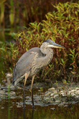 Büyük Mavi Balıkçıl, nehrin kıyısında, sulak alanlarda uzun kamış üzerinde duruyor.