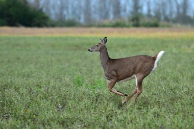 Beyaz Kuyruklu Geyik Geyiği 'nin sonbahar sahnesi bir tarım alanından geçiyor.