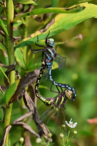 Renkli bir çift çiftleşen Kanada 'lı Darner Dragonfly' a yakın durun.