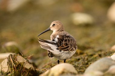 Üremeyen tüylü bir Dunlin kuşu kıyıdaki yosun kaplı kayalar boyunca yürüyor.