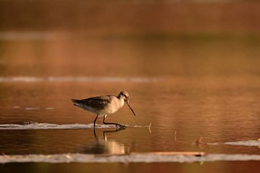 A Hudsonian Godwit sandpiper bird at dawn probes the soil of mud flats with its long upturned beak in search of invertebrate prey