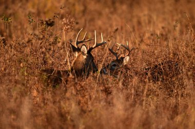 Şafak vakti iki beyaz kuyruklu geyik geyiği kısmen bir sonbahar otlağının uzun otları tarafından saklanır ve bir tekdüzeliğin ortasında burun buruna gider.