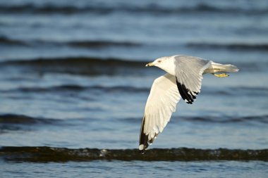 Engelli bir yüzük gagalı martı. Bir ayağı kayıp. Bir su yolu boyunca hareket ediyor.