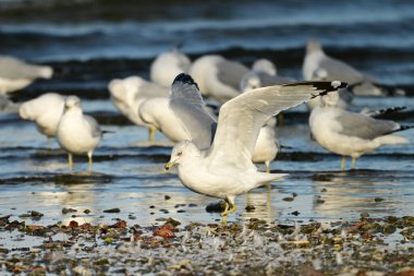 A disabled Ring-billed Gull with one foot missing moves along the shore of a waterway clipart