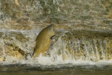 Fall scene of a Salmon making a jump up a fish ladder to go up the river to spawn  clipart