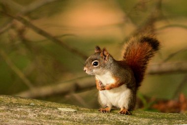 Ormandaki alarm durumundaki bir Amerikan Kızıl Sincabı devrilmiş bir ağaca oturur ve gergin bir şekilde etrafa bakar.