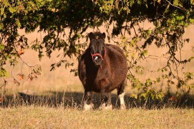 Sonbahar otlağında duran sevimli, şişman bir midilli.