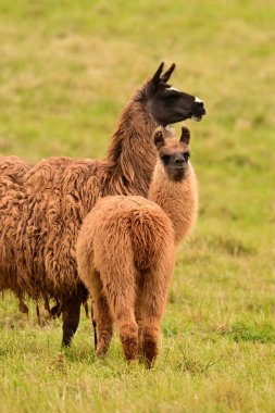 A mother and juvenile furry Llamas standing in a green grass pasture clipart