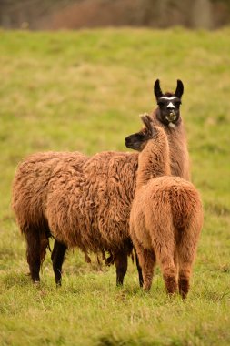 A mother and juvenile furry Llamas standing in a green grass pasture clipart