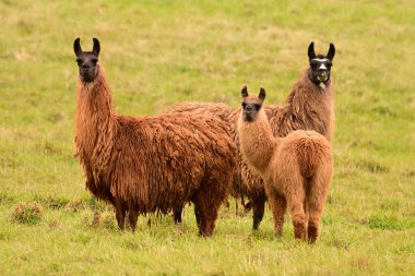 A family of three furry Llamas standing in a green grass pasture clipart