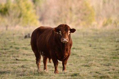 Red Angus boğası sonbahar otlağında duruyor
