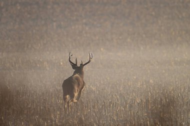 Güz sahnesinde beyaz kuyruklu geyik boynuzları tarlada koşuyordu. 