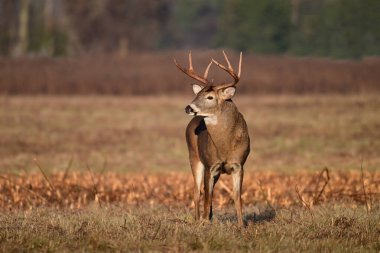 Sonbahar sahnesinde, sonbahar monotonluğu sırasında boynuzları olan beyaz kuyruklu büyük bir erkek geyik tarlasında yürüyor. 