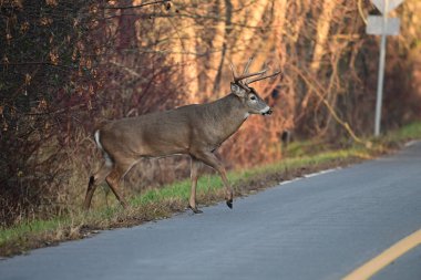 Beyaz kuyruklu geyiğin kaldırımlı bir yolda yürüdüğü sonbahar sahnesi