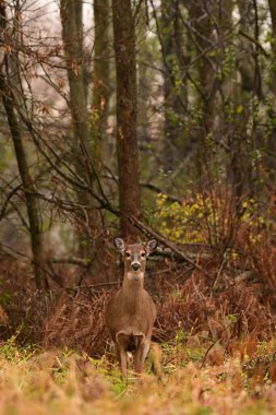 Autumn scene of a female White-tailed Deer doe stands along the edge of a forest looking around clipart