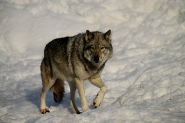 Winter scene of a Timber wolf walking through snow covered field clipart