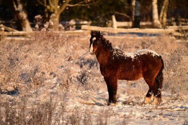 Winter scene of a pony with a mane of burdocks and its back covered in snow standing in a pasture enjoying the suns warmth clipart