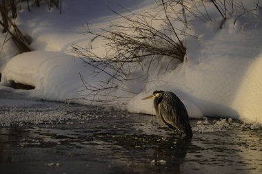 Büyük Mavi Balıkçıl kuşu donmuş bir nehrin karlı kıyısında duruyor.