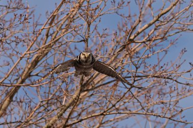 Boreal Ormanı 'ndan kanatlarını açmış nadir bir Kuzey Şahini Baykuşu.